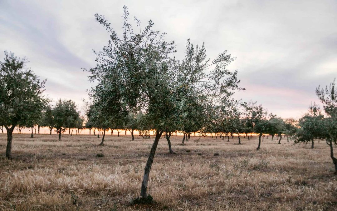 Hot, Harsh Reality of the Drought