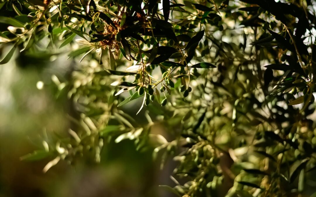 Extra Virgin Olive Oil